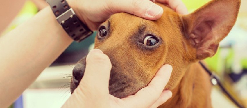 Como identificar se o seu animal está com problema de visão?