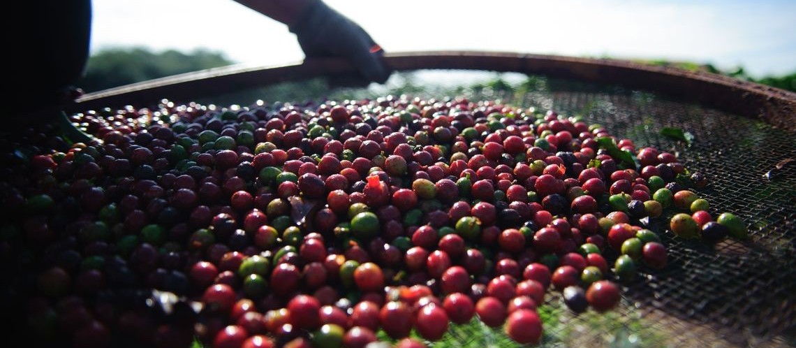 40% da safra atual de café já foi comercializada 