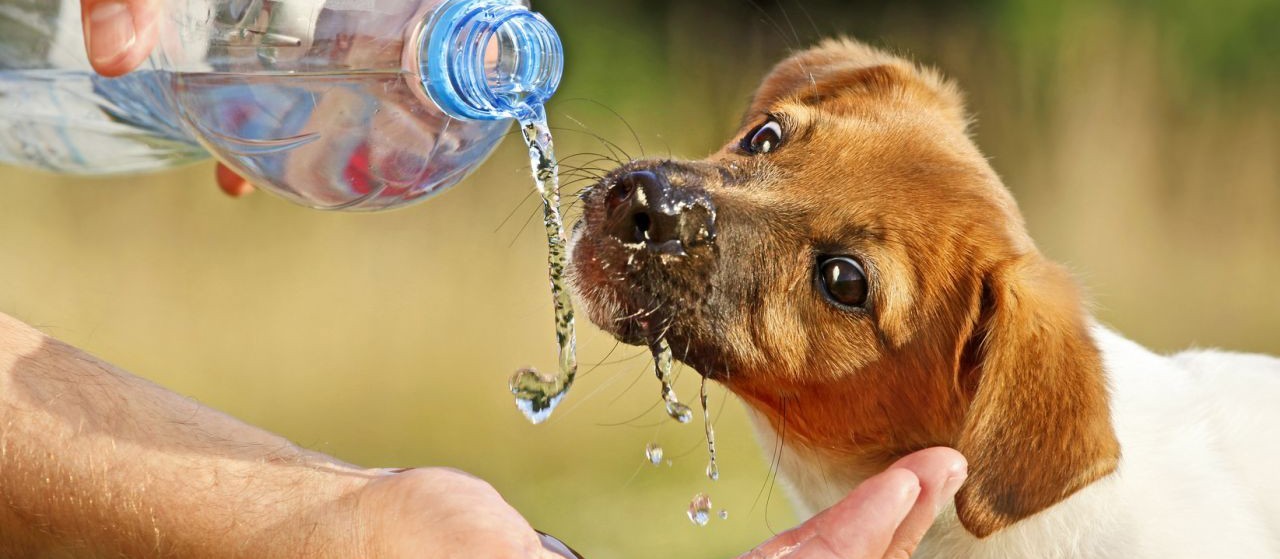 Cães também podem desenvolver insuficiências renais 