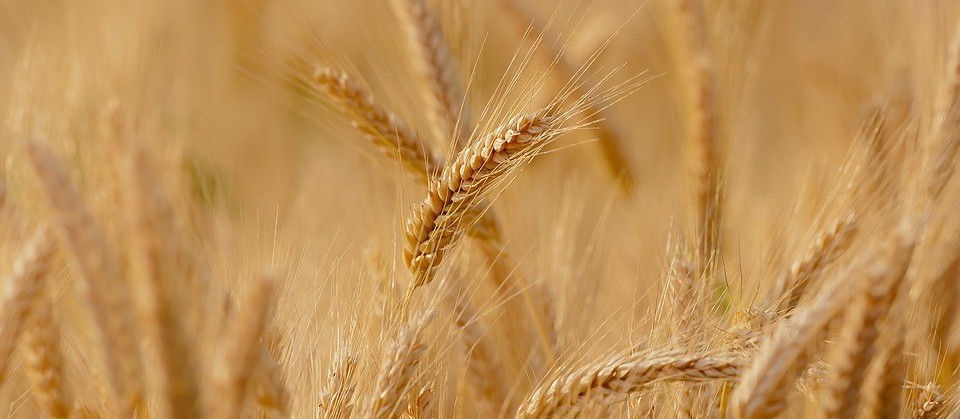 Plantio do trigo chega a 68% no Paraná