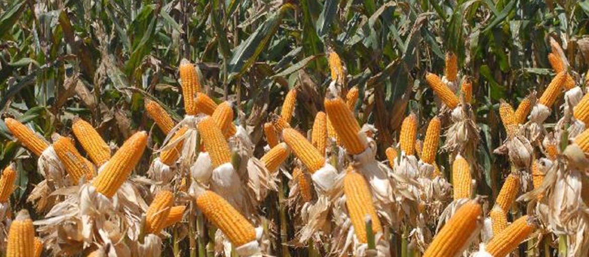 Produção do etanol a partir do milho