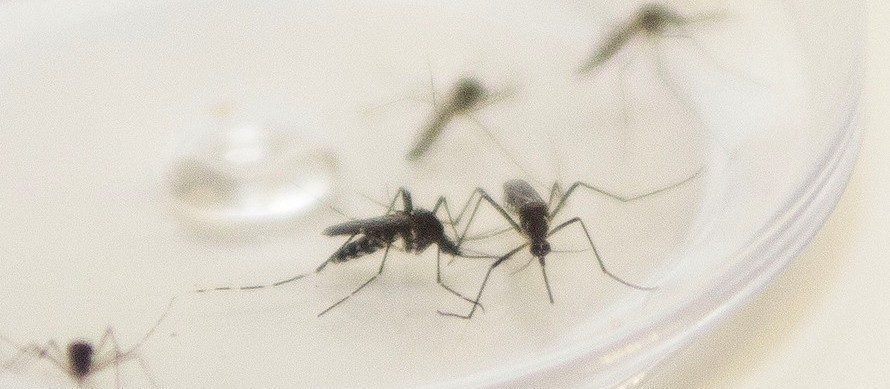 Paraná registra 27 novos casos de dengue; total chega a 219 no período epidemiológico