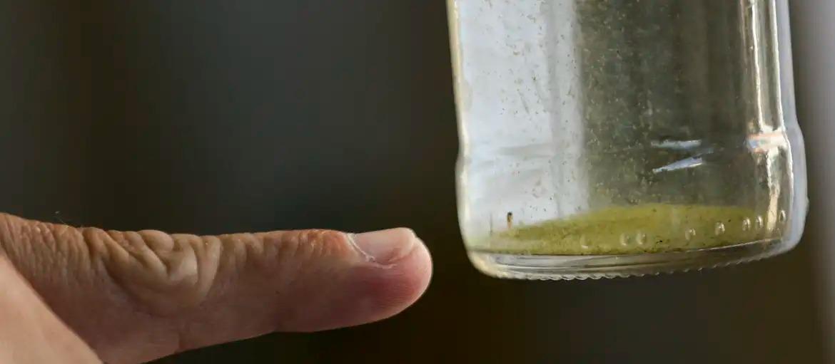 Lira aponta índice médio de 2,6% de infestação do mosquito da dengue em Maringá