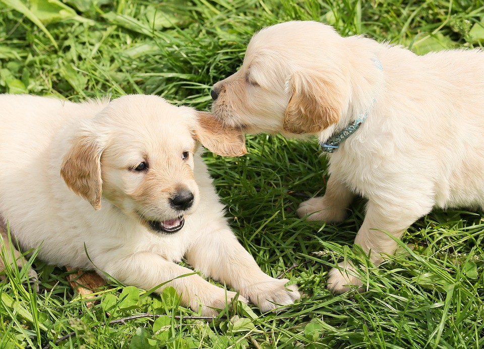 Como evitar briga de cães de estimação criados no mesmo espaço?