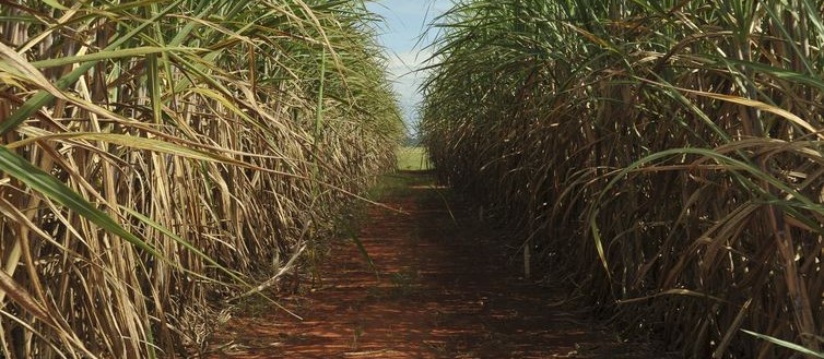 Tonelada da cana-de-açúcar custa R$ 67,74 no campo 