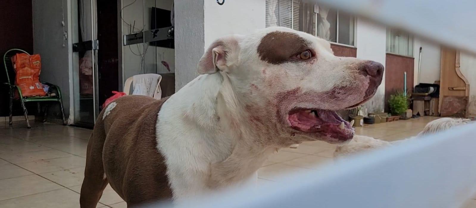 Criança de um ano é atacada por pitbull