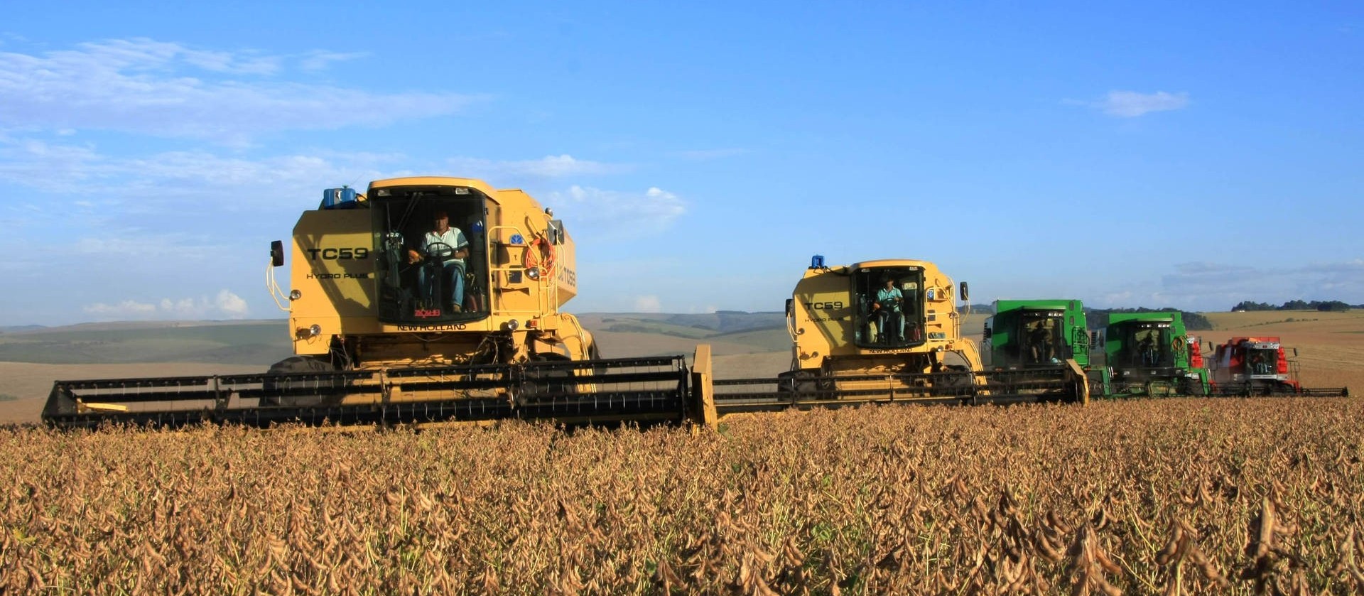 Queda de produtividade varia nas regiões Norte e Noroeste do Paraná 