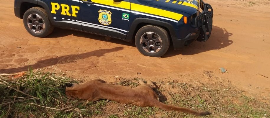 PRF encontra onça parda atropelada na BR-376