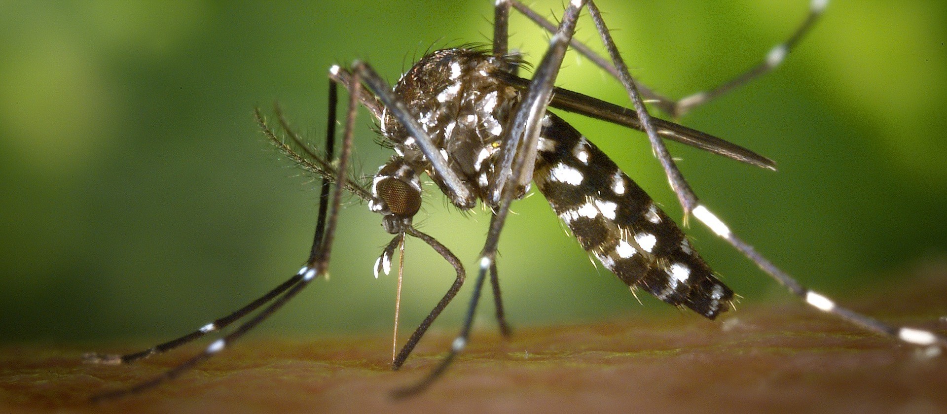 Três cidades do noroeste entram em epidemia