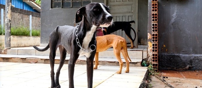 Cães são resgatados após denúncia de maus-tratos e morador é multado em R$ 6 mil