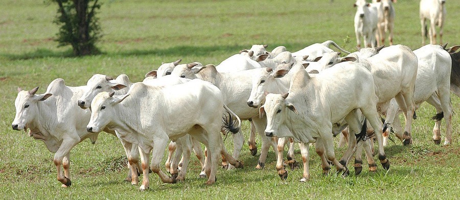 A 10 dias do fim do prazo, apenas 15% dos produtores atualizaram seu rebanho