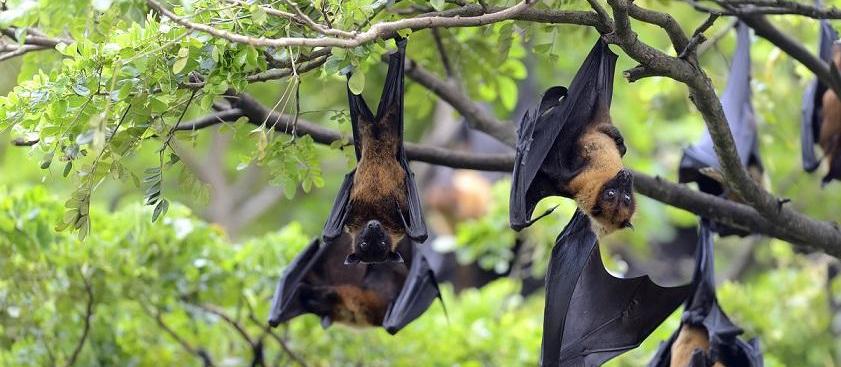 Morcegos de Maringá não se alimentam de sangue, diz pesquisador