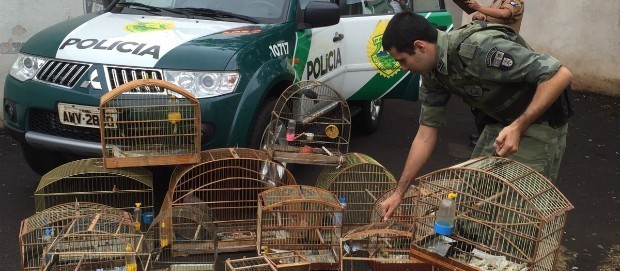 Você sabe quem recolhe animais silvestres em Maringá?