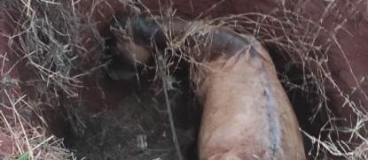 Cavalo cai em fossa e é resgatado em Paiçandu