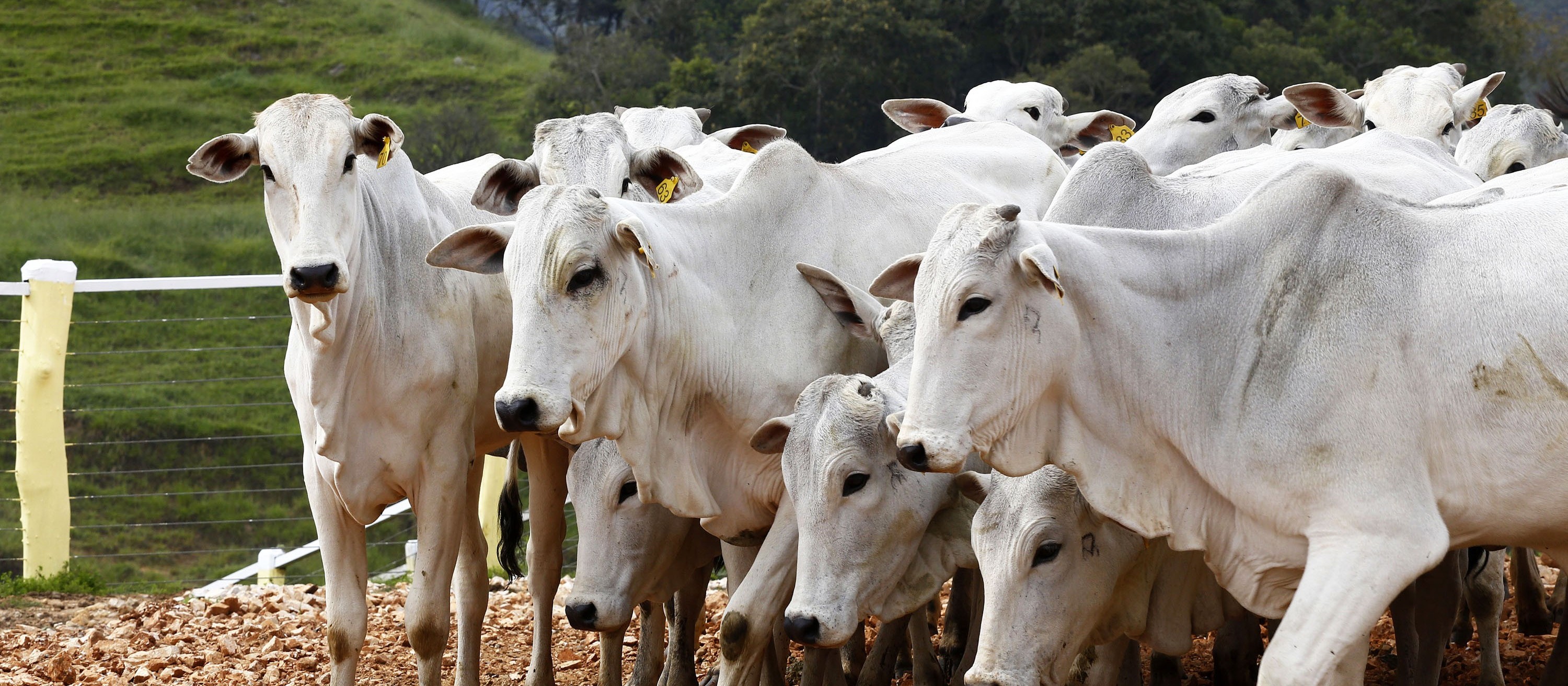 Rebanho brasileiro começa a ser vacinado contra febre aftosa em maio