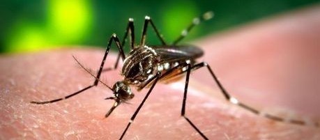 Região de Maringá tem seis casos positivos de dengue