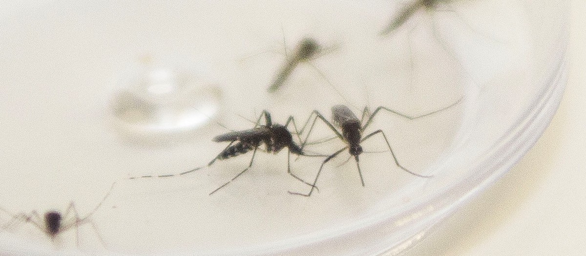 Apucarana registra mais duas mortes por dengue e passa de 6.700 casos