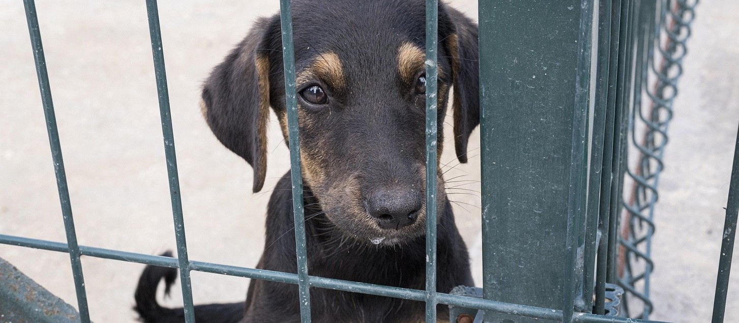 Será publicada este mês regulamentação de lei que proíbe animais acorrentados