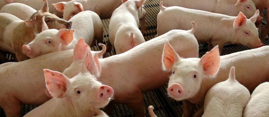 Paraná é o terceiro maior exportador de suínos do Brasil