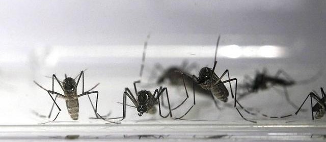 Maringá está com 233 casos positivos de dengue