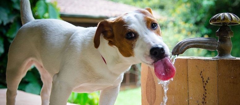 Cuidados especiais com seu pet em dias quentes 