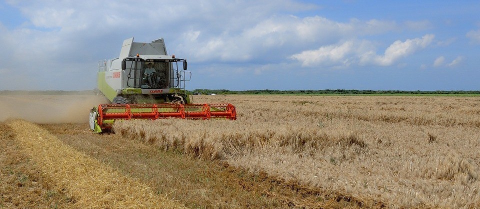 Colheita de trigo no Paraná começa com duas semanas de atraso