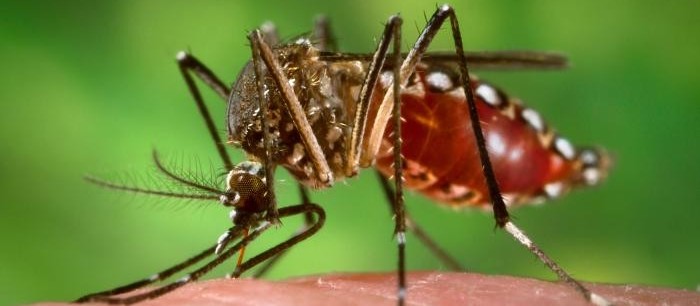 Todas as dez cidades que entraram em epidemia de dengue são da região noroeste
