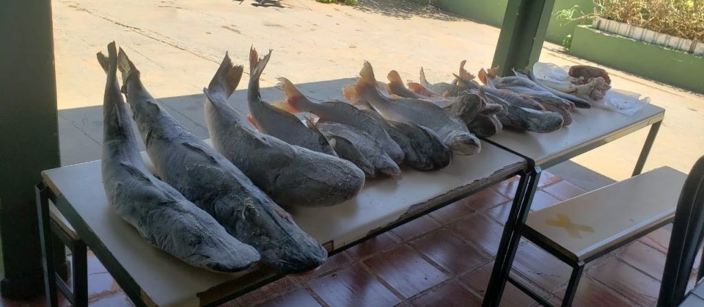 Polícia Ambiental apreende carne de jacaré e pescado sem procedência em pousada; proprietária foi multada