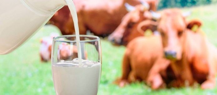 Em torneio, vaca bate recorde mundial ao produzir 335 Kg de leite em três dias 