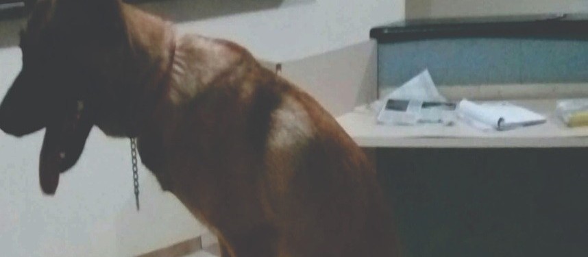 Cão farejador encontra mais de cinco mil pedras de crack