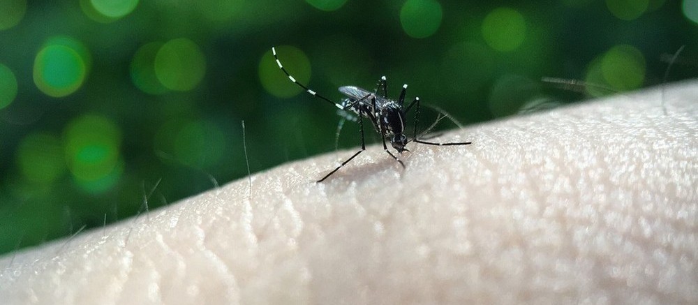 Duas cidades da região noroeste do Paraná estão em epidemia de dengue e outras seis em alerta