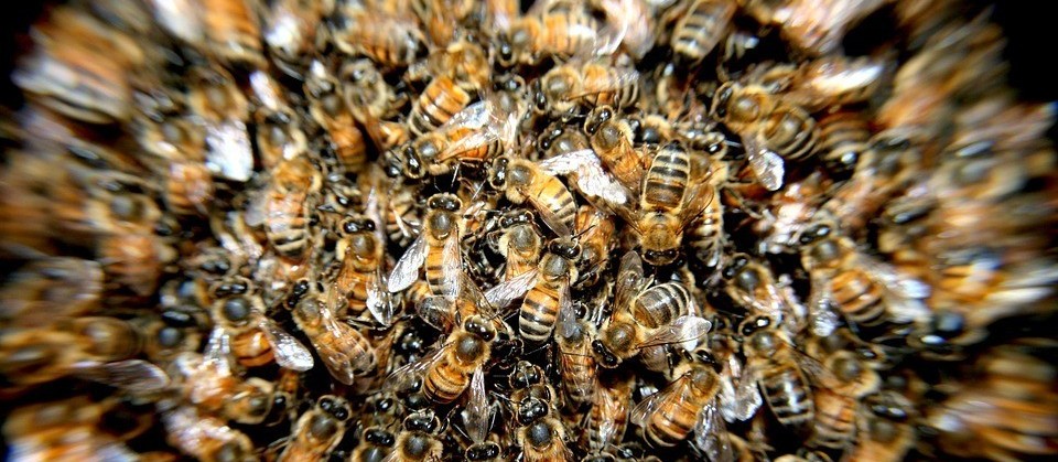 Aplicativo para prevenir mortandade de abelhas será lançado