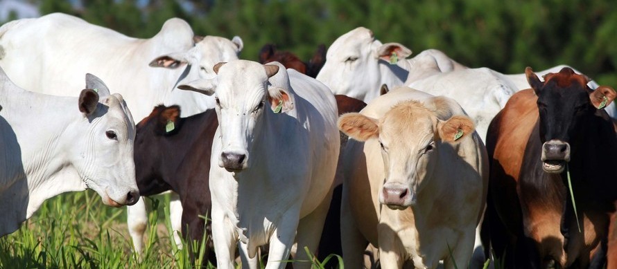 Paraná conquista reconhecimento nacional de Área Livre de Aftosa sem Vacinação