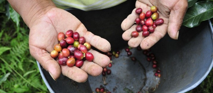 Frio rigoroso pode prejudicar lavouras de café