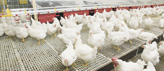 Exportação avícola para a China em maio é 110% superior ao mesmo mês de 2018