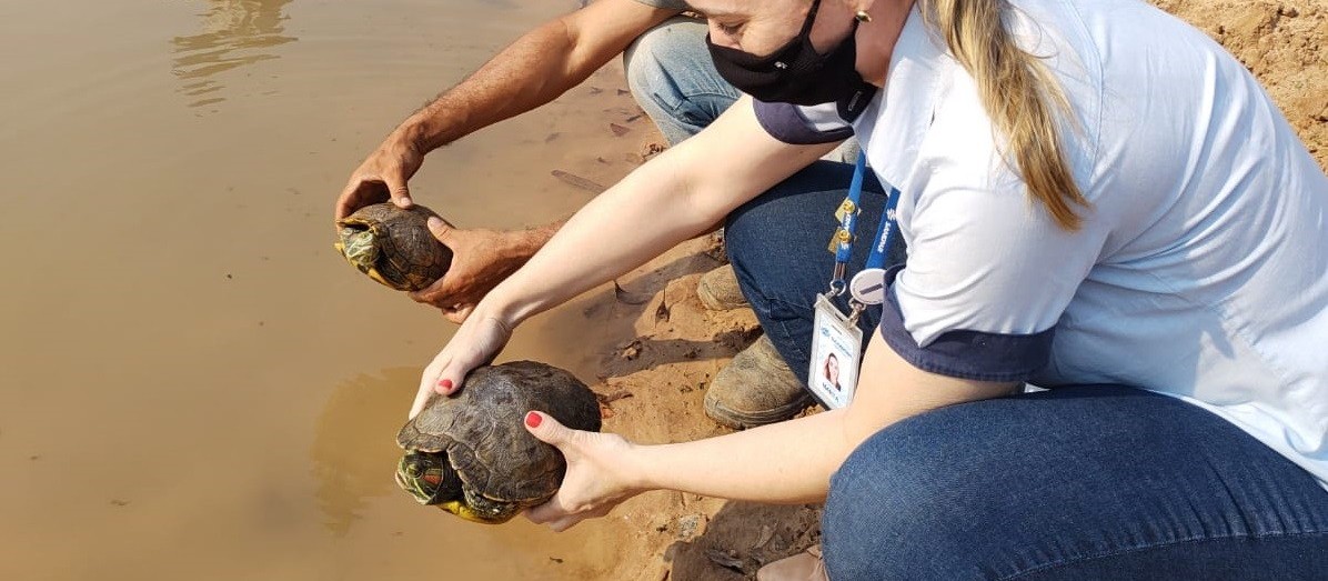 Tartarugas que viviam em lagoa de tratamento da Sanepar são resgatadas