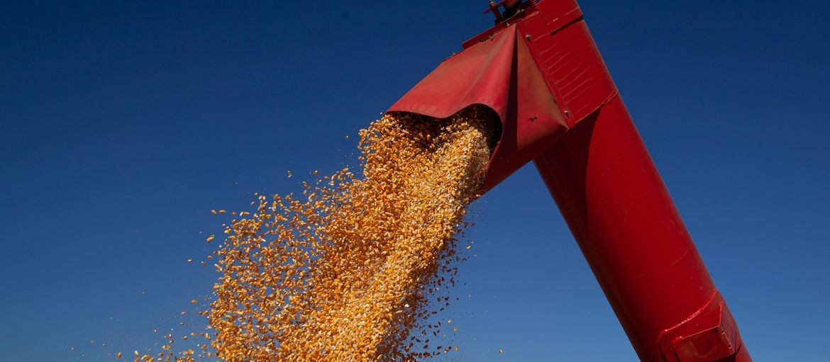 Safra de verão de milho deve atingir 22,5 mi de toneladas