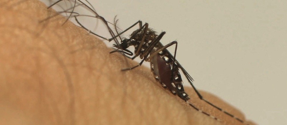 Nova Esperança entra em epidemia de dengue