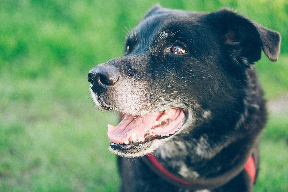 Cães idosos e acima do peso precisam de cuidados especiais