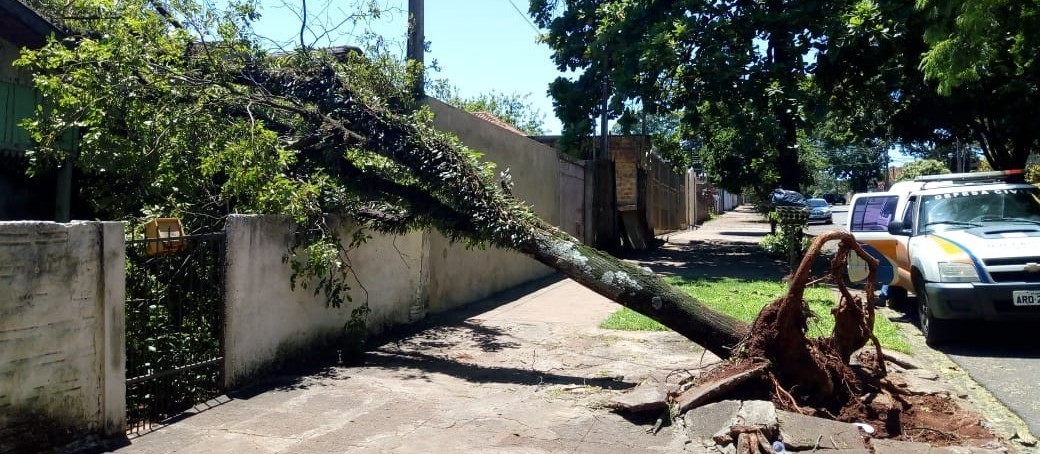 Projeto estabelece prazo para pagamento de indenização por queda de árvore