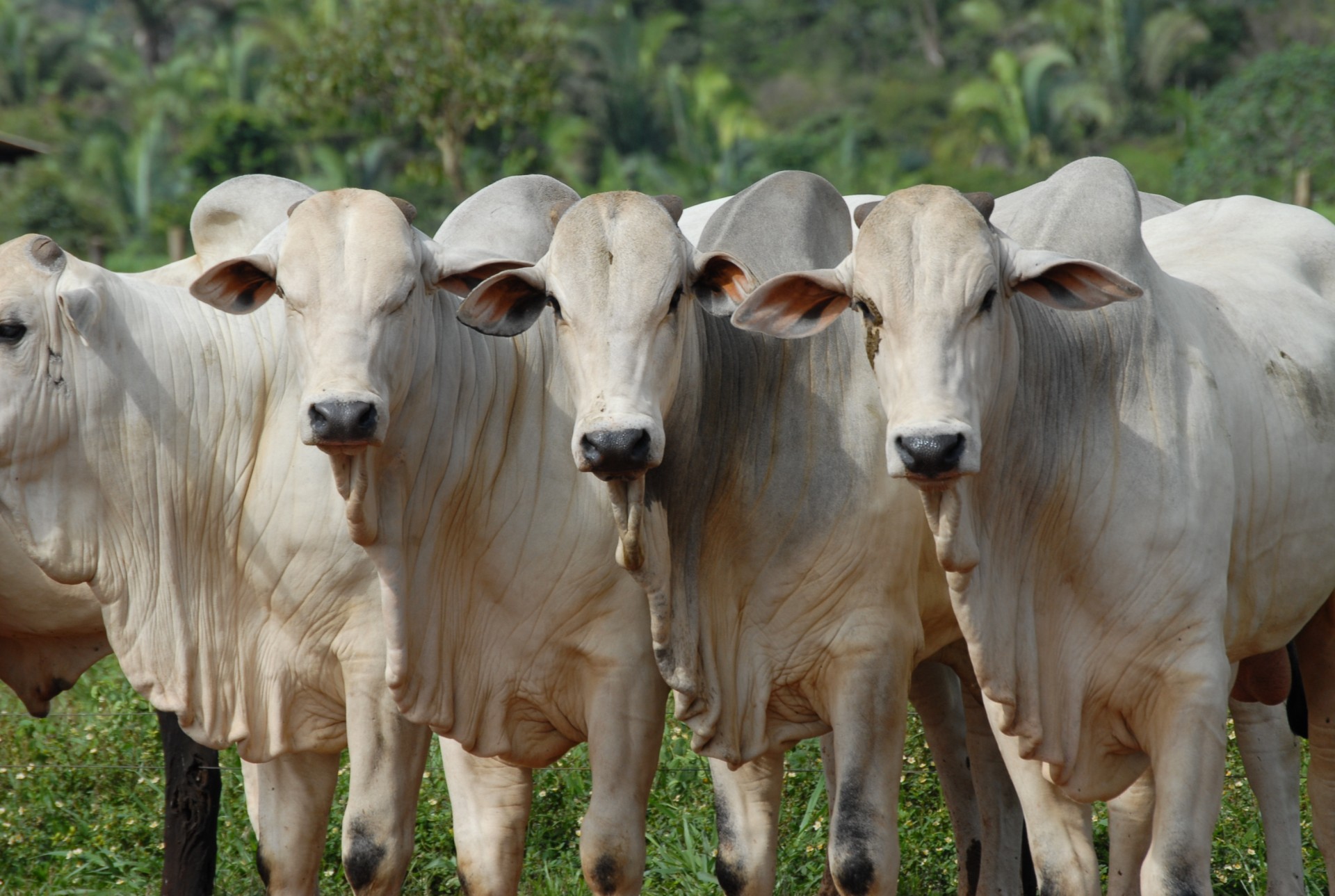 Alta nos preços e dificuldade de negociação mostra situação favorável para o pecuarista