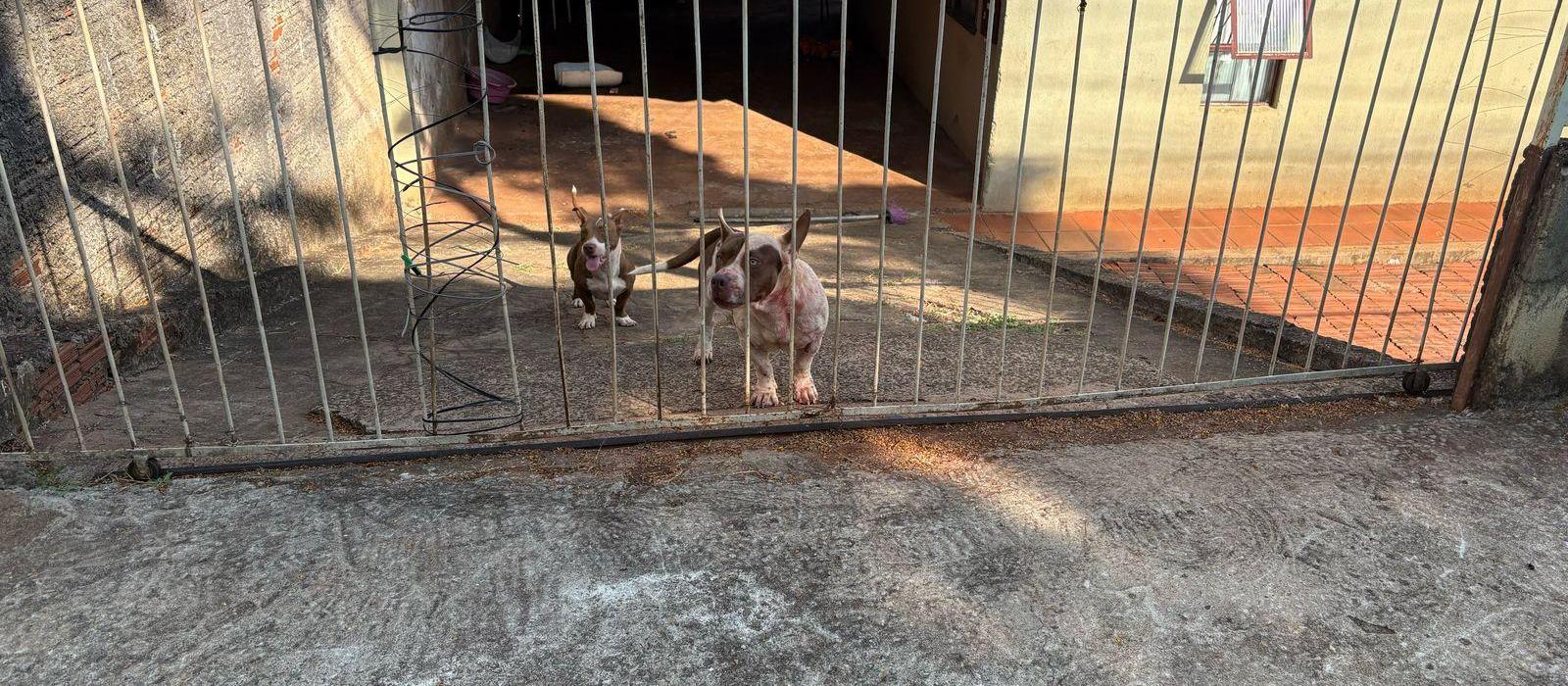 Idosa fica gravemente ferida após ataque de cães