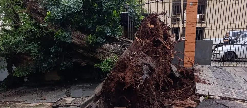 Queda de árvore deixa mais de 160 imóveis sem energia na Zona 7 em Maringá