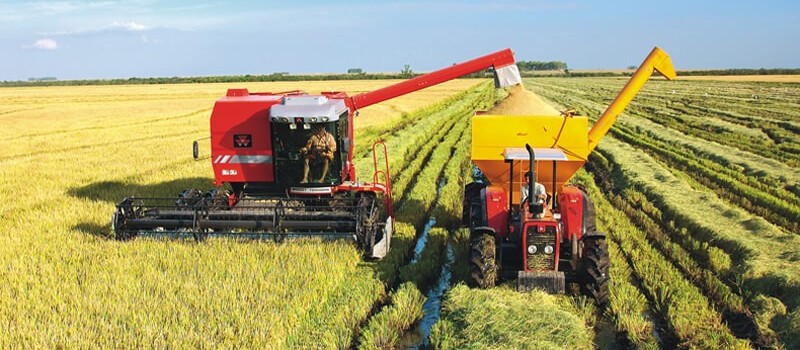 Áreas da lavoura de arroz diminuíram no Brasil