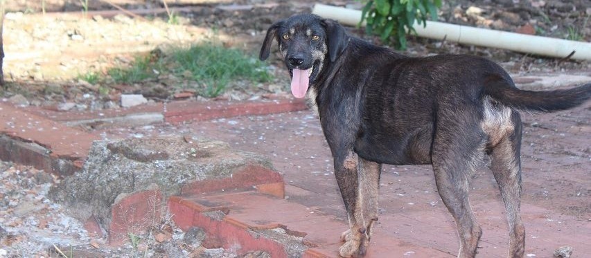 Causa animal: ONGs protestam contra escolha do novo local do carnaval