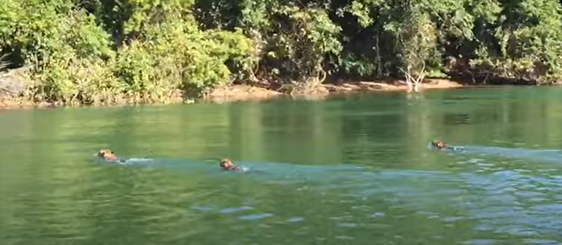 Pescadores flagram três onças-pintadas nadando no Rio Paraná, em Porto Rico; vídeo 