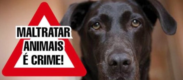 Lei contra maus-tratos de animais soma R$ 207 mil em multas