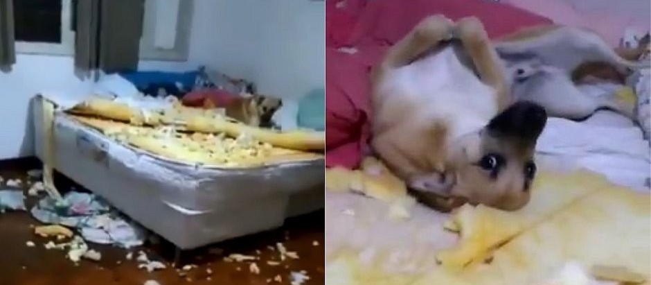 Como lidar com pets com comportamentos iguais aos do Chico?