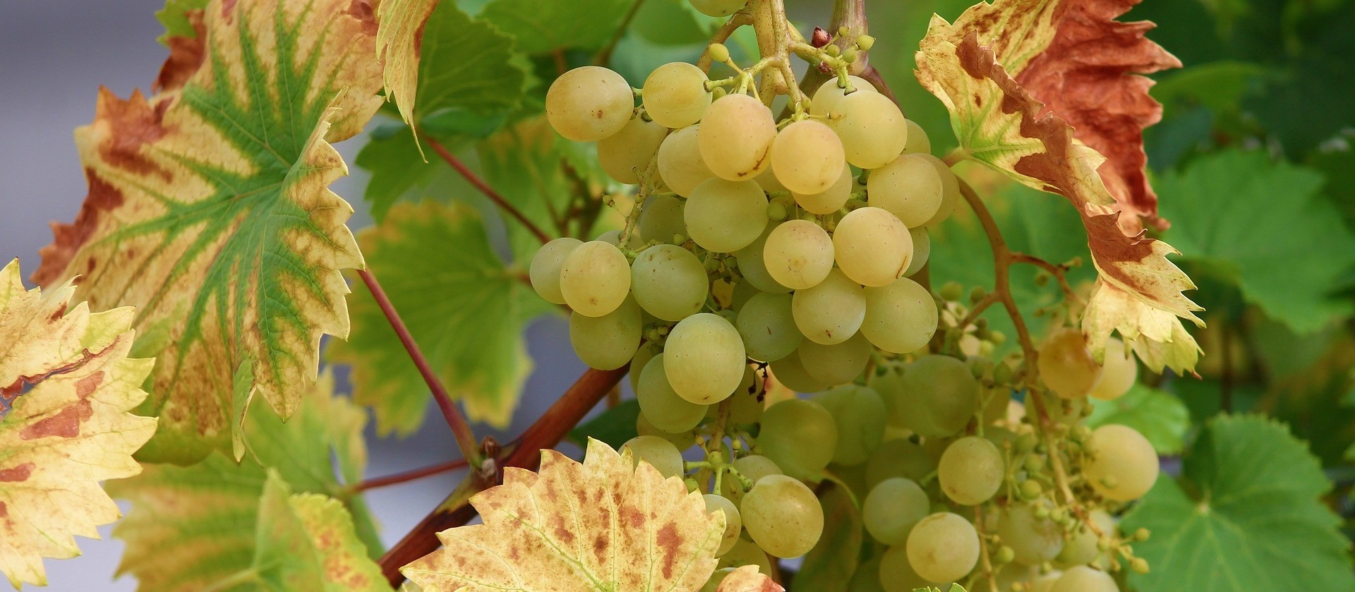 Uva podre faz vinho bom, mas não é regra e sim, exceção