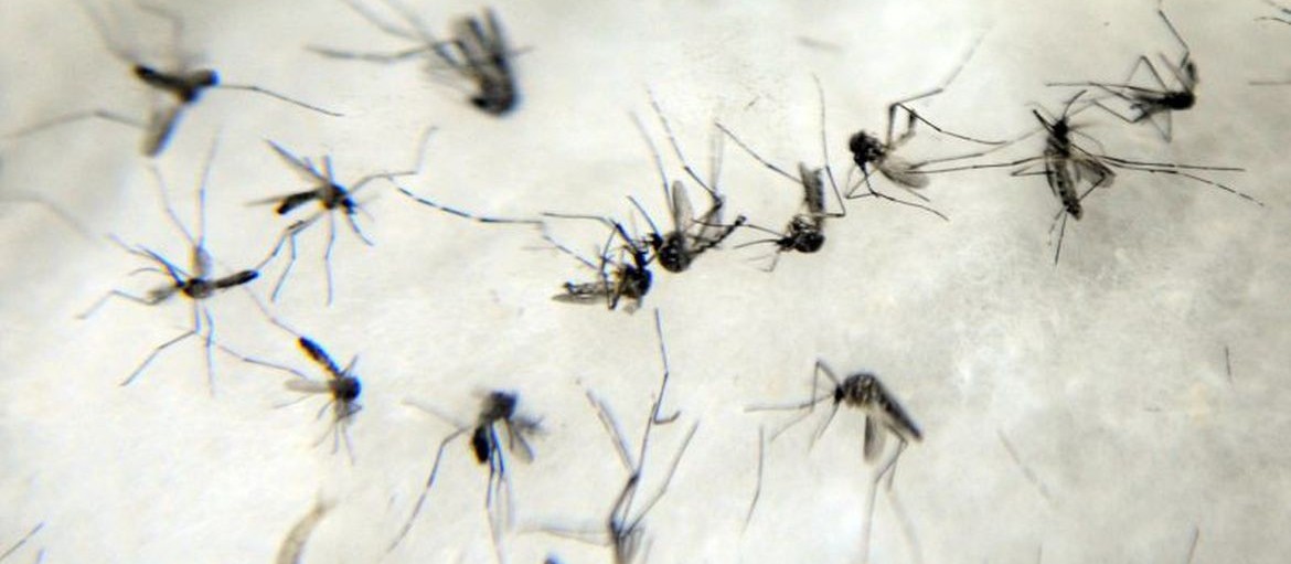 Maringá não registrou casos positivos de dengue na última semana